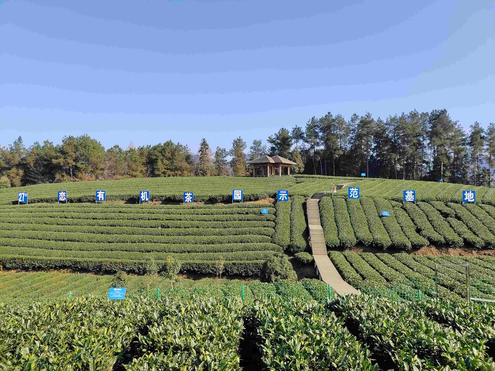 公司有机茶园基地